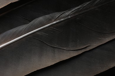 Photo of Beautiful black feathers as background, closeup view