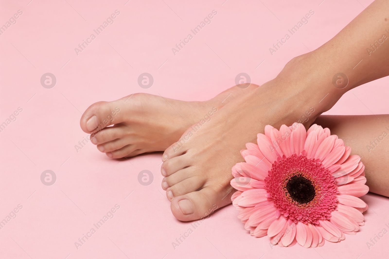 Woman with smooth feet and flower on pink background, closeup Photo of Woman with smooth feet and flower on pink background, closeup