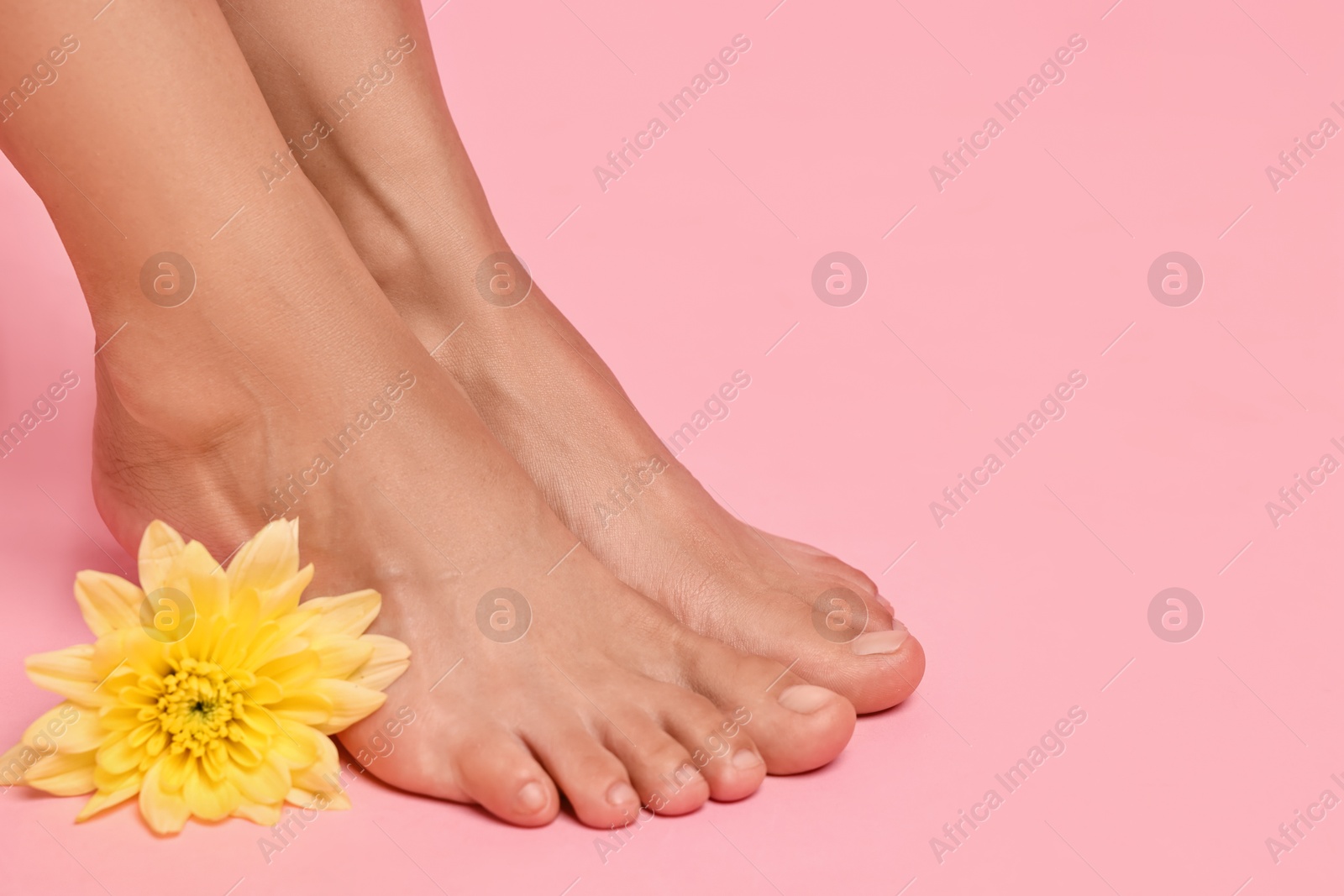 Photo of Woman with smooth feet and flower on pink background, closeup. Space for text