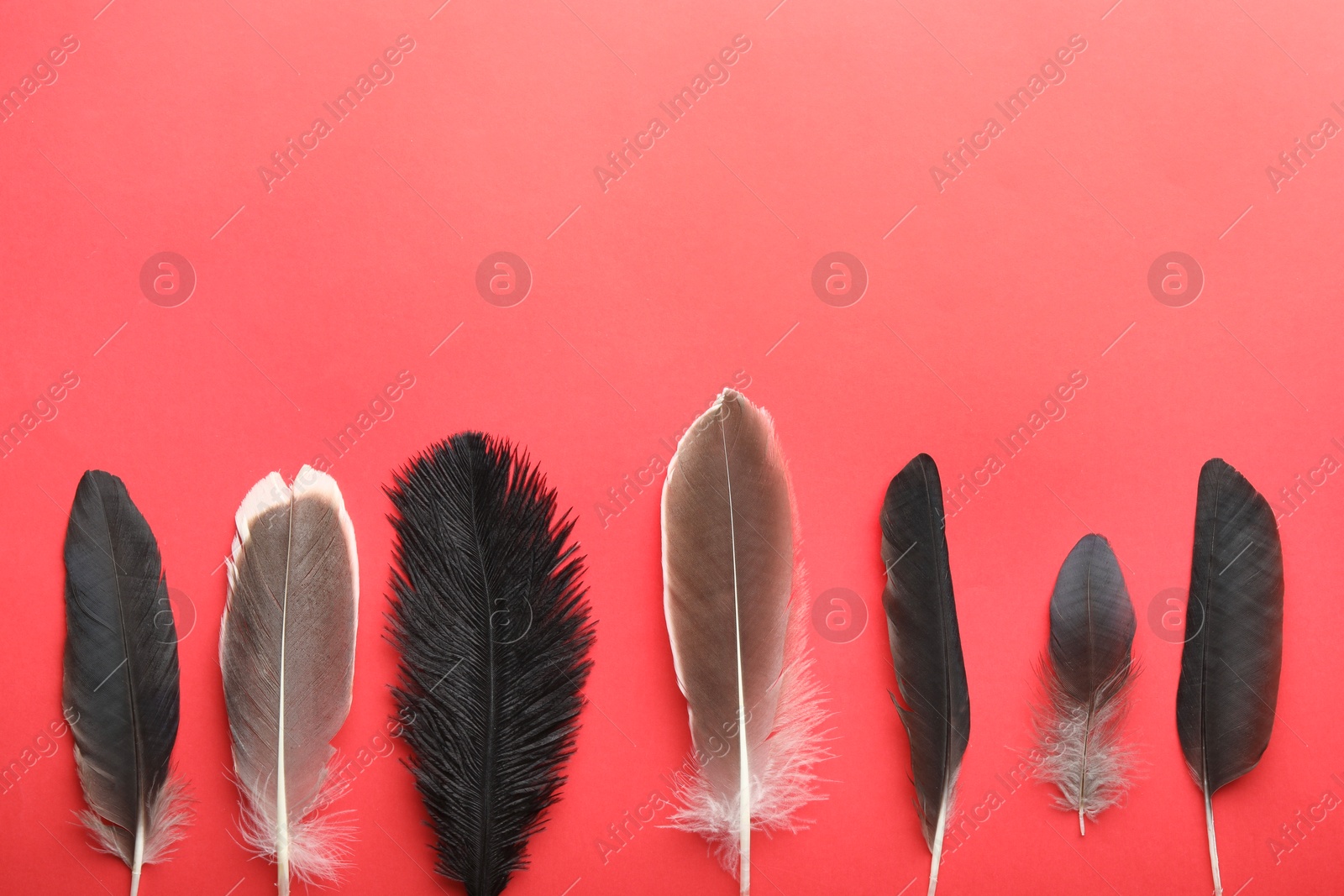 Photo of Beautiful feathers on red background, flat lay. Space for text