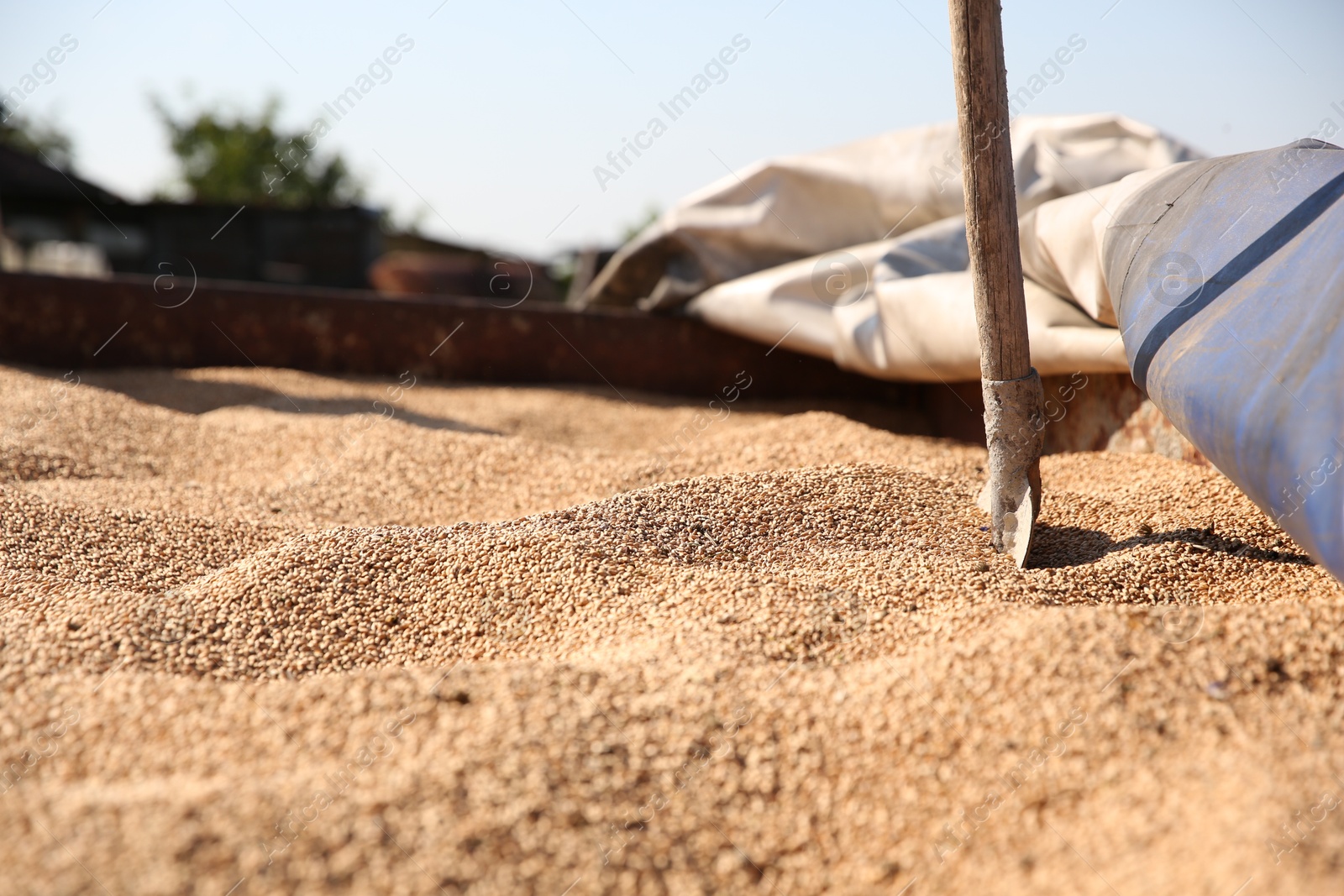 Photo of Harvest of ripe wheat and shovel outdoors