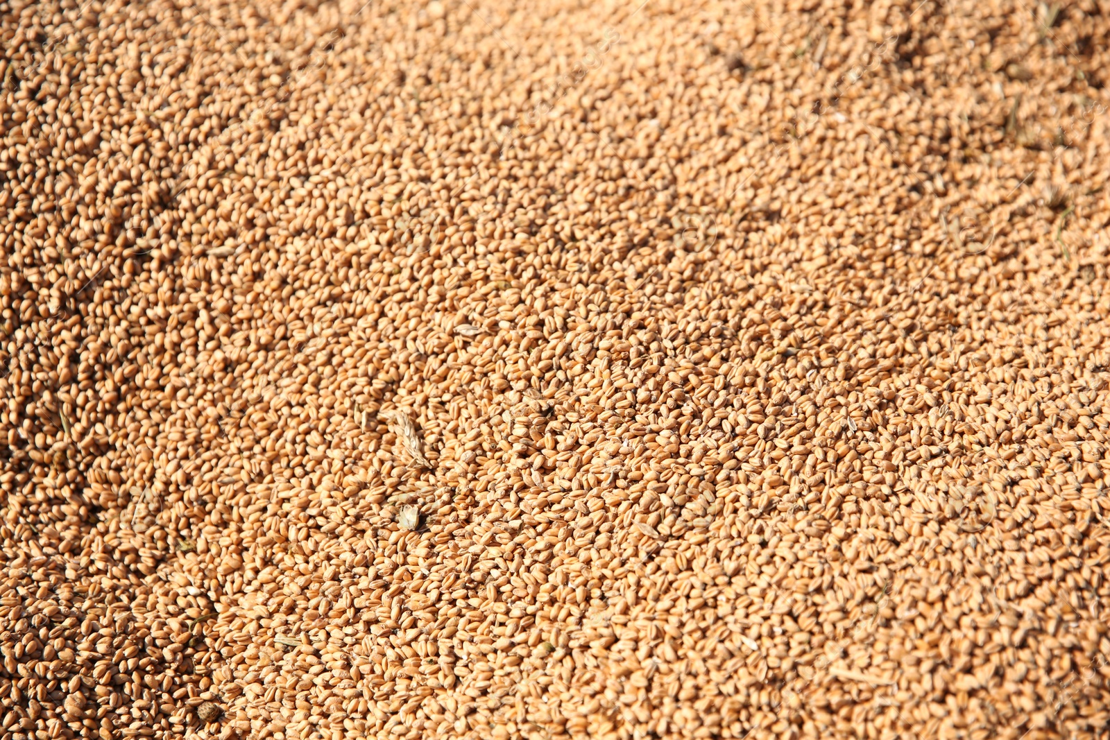 Photo of Texture of wheat grains as background, closeup