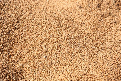 Photo of Texture of wheat grains as background, closeup