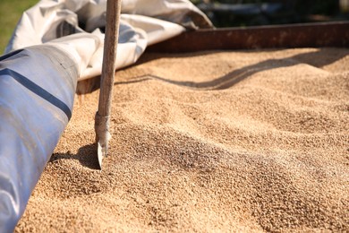 Photo of Harvest of ripe wheat and shovel outdoors