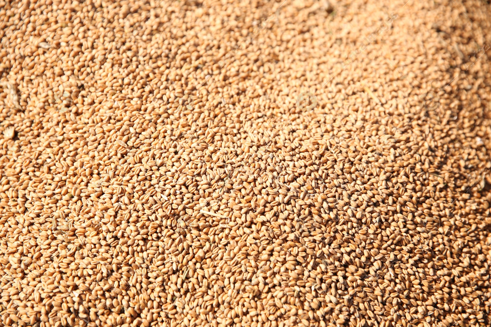 Photo of Texture of wheat grains as background, closeup