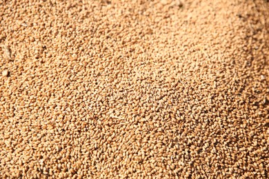 Photo of Texture of wheat grains as background, closeup