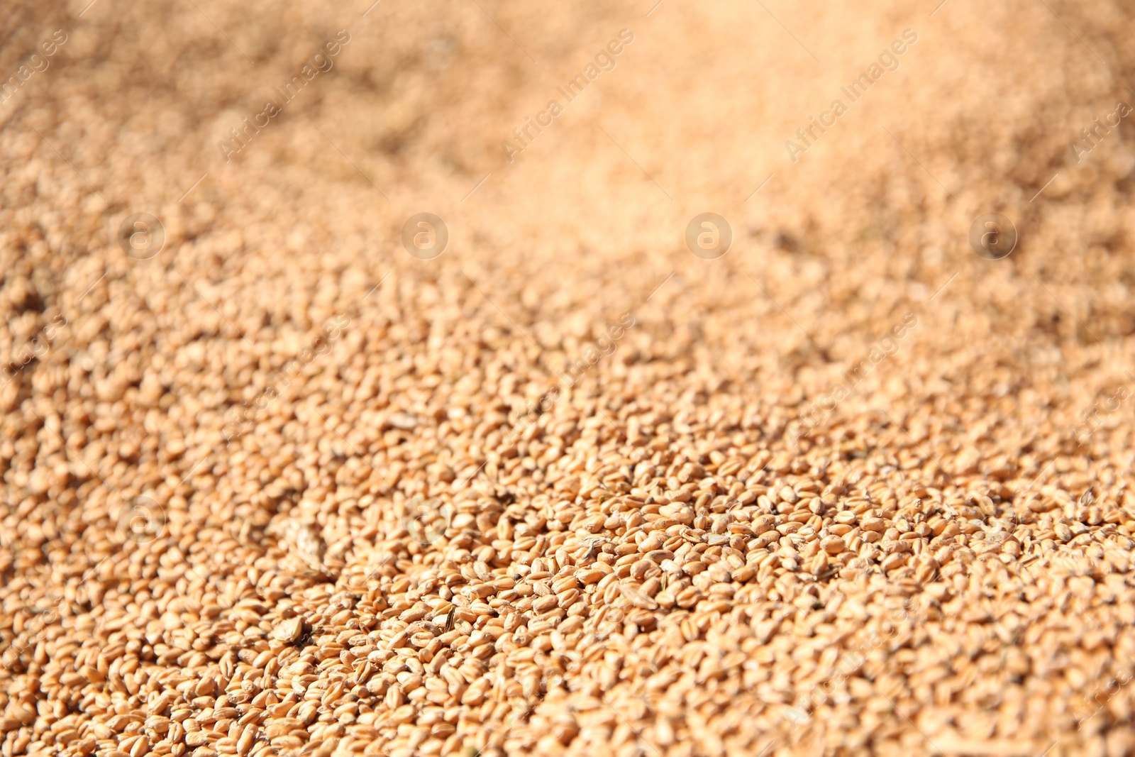 Photo of Texture of wheat grains as background, closeup