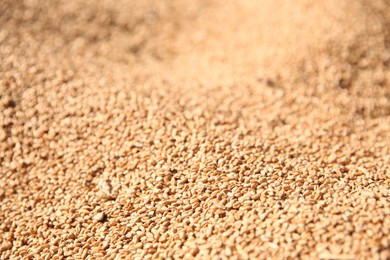 Photo of Texture of wheat grains as background, closeup