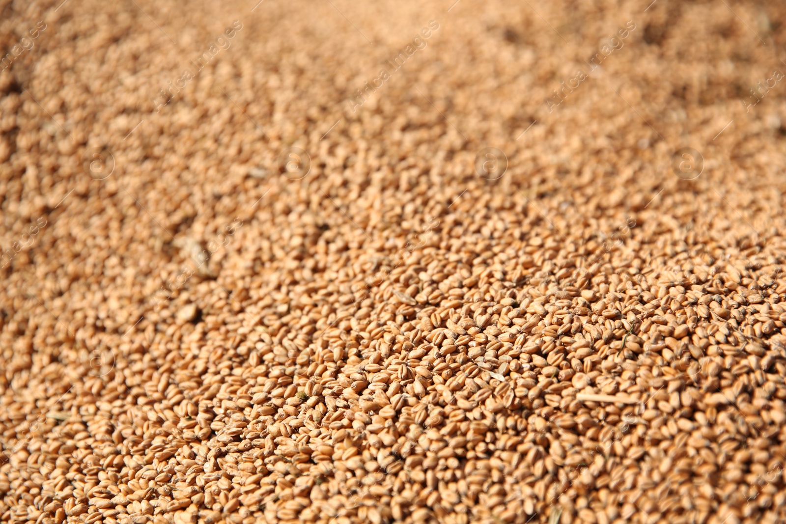 Photo of Texture of wheat grains as background, closeup