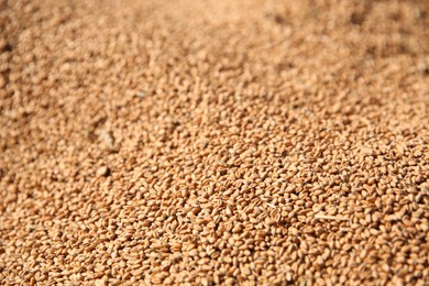 Photo of Texture of wheat grains as background, closeup