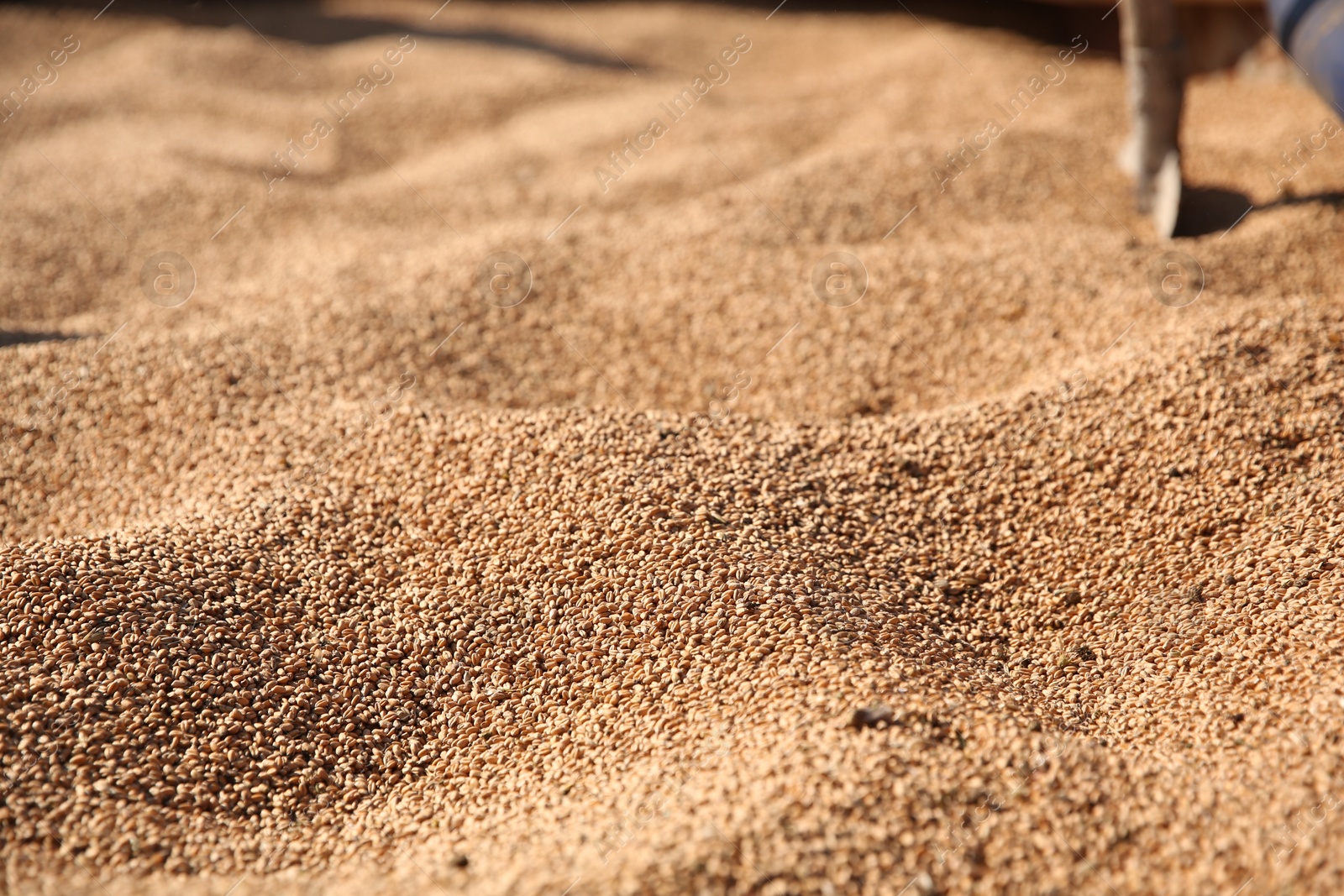 Photo of Texture of wheat grains as background, closeup