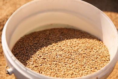 Photo of Plastic bucket with ripe wheat grains, closeup