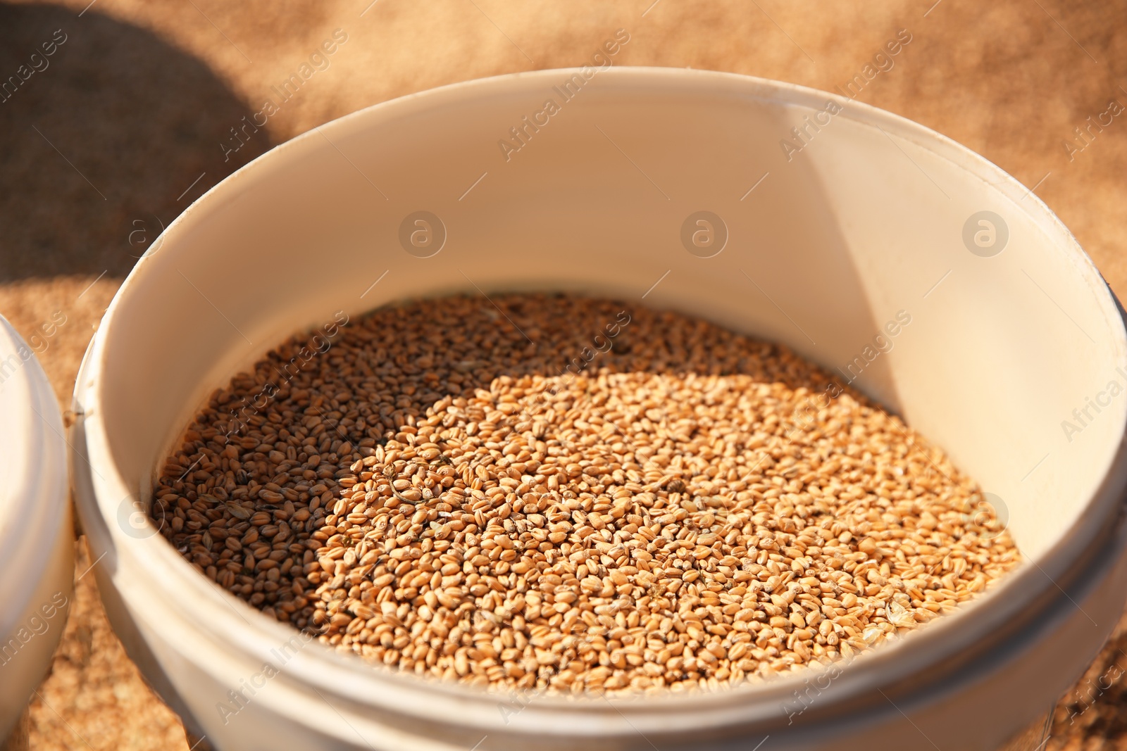 Photo of Plastic bucket with ripe wheat grains, closeup