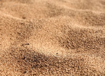 Photo of Texture of wheat grains as background, closeup