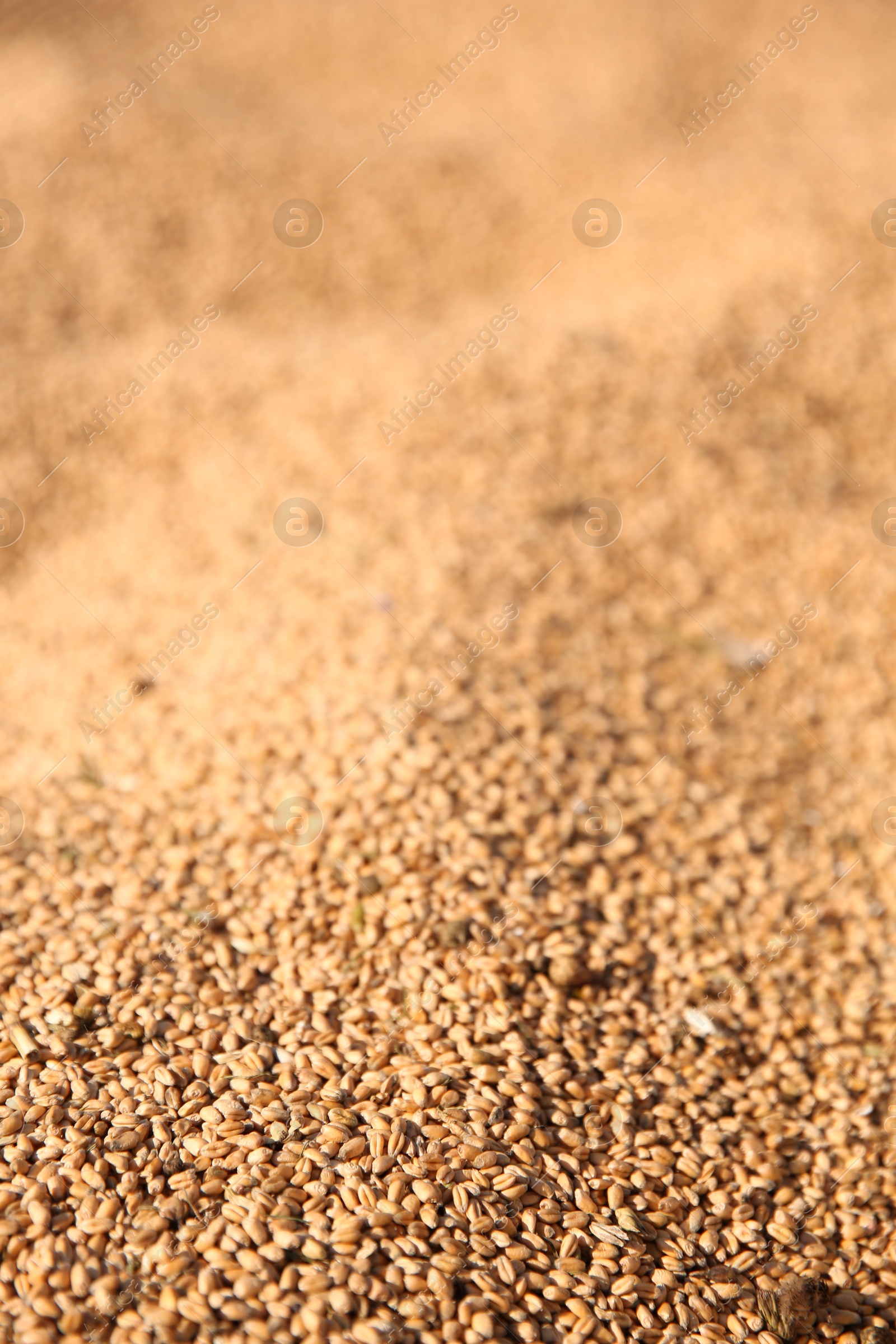 Photo of Texture of wheat grains as background, closeup