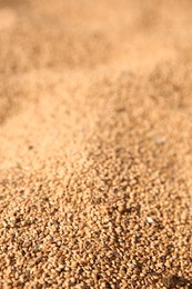 Photo of Texture of wheat grains as background, closeup