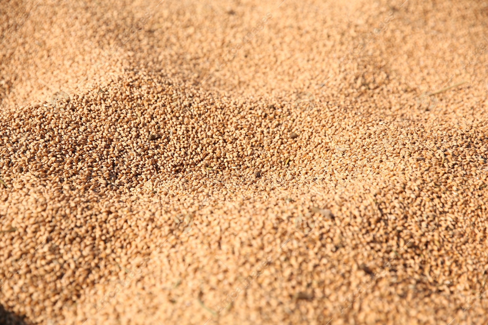 Photo of Texture of wheat grains as background, closeup