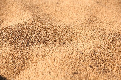 Texture of wheat grains as background, closeup