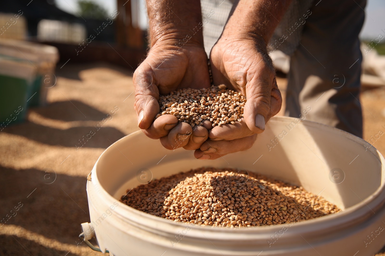 Photo of Man holding ripe wheat grains outdoors, closeup