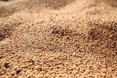 Photo of Texture of wheat grains as background, closeup