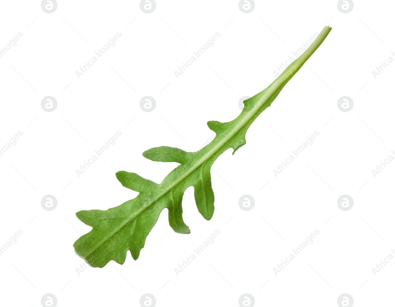 Photo of One fresh arugula leaf isolated on white