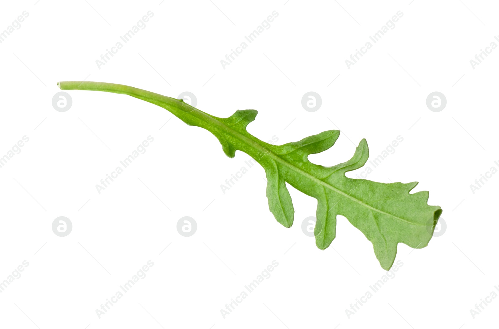 Photo of One fresh arugula leaf isolated on white