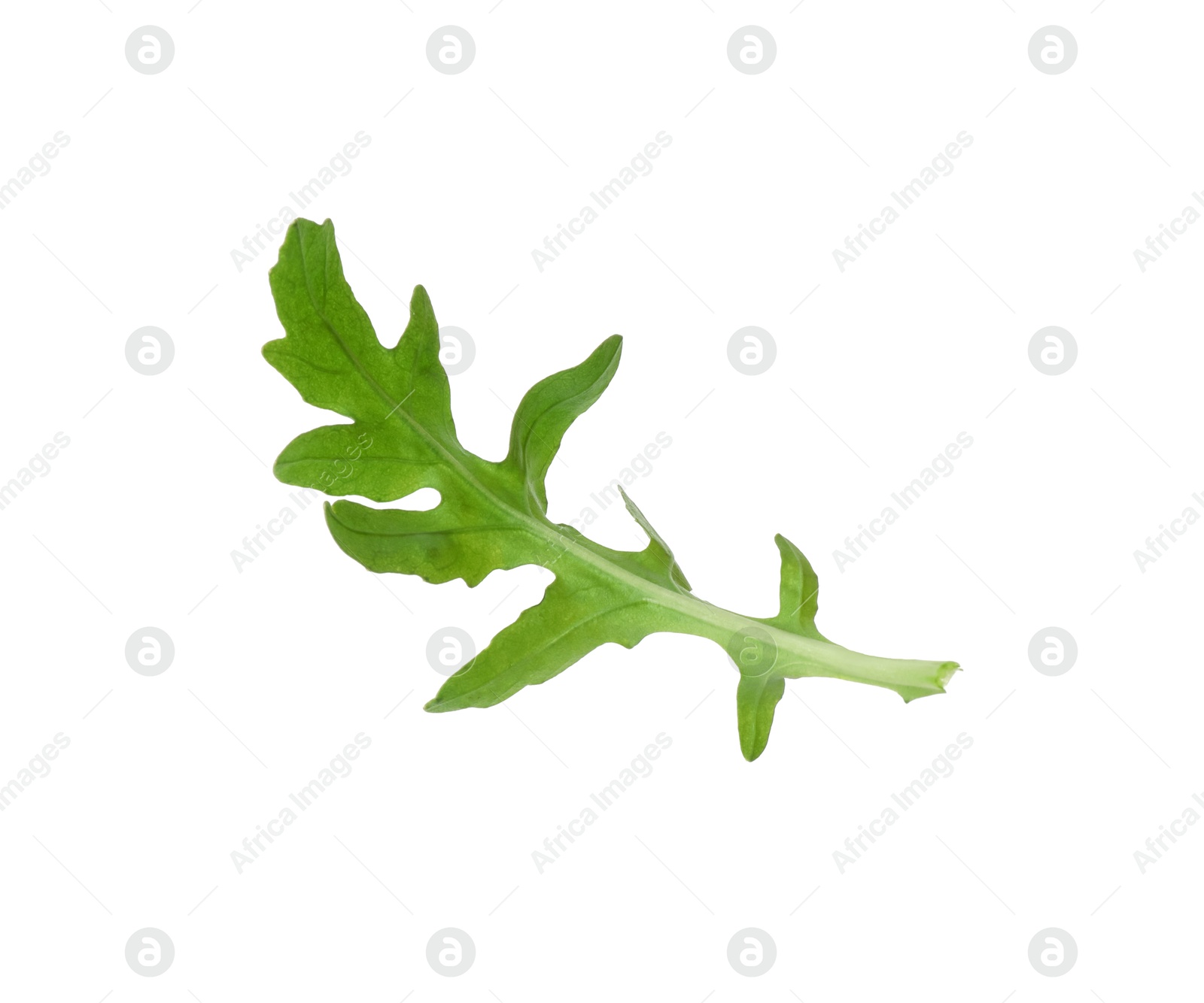 Photo of One fresh arugula leaf isolated on white