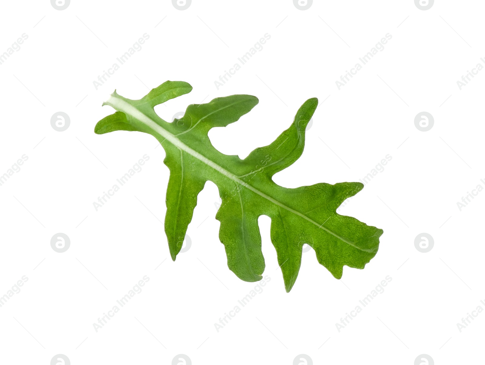 Photo of One fresh arugula leaf isolated on white