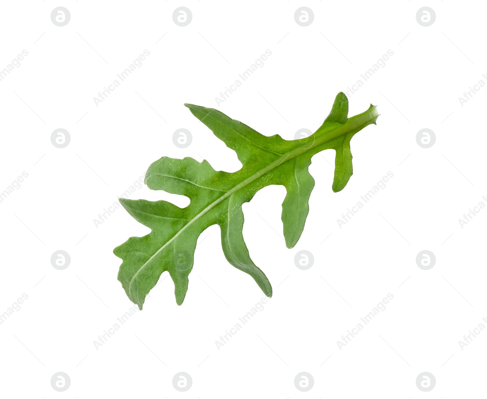 Photo of One fresh arugula leaf isolated on white