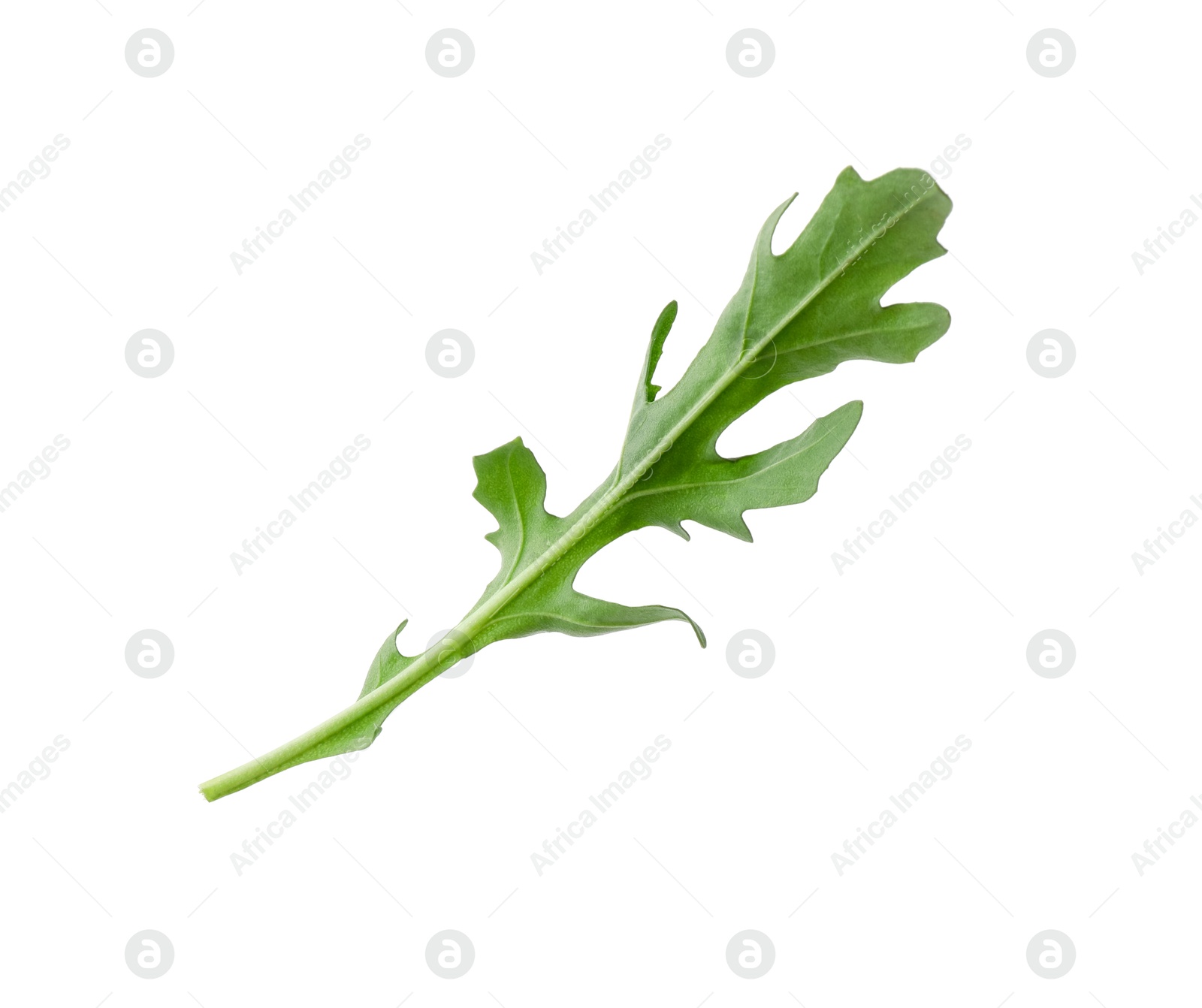 Photo of One fresh arugula leaf isolated on white