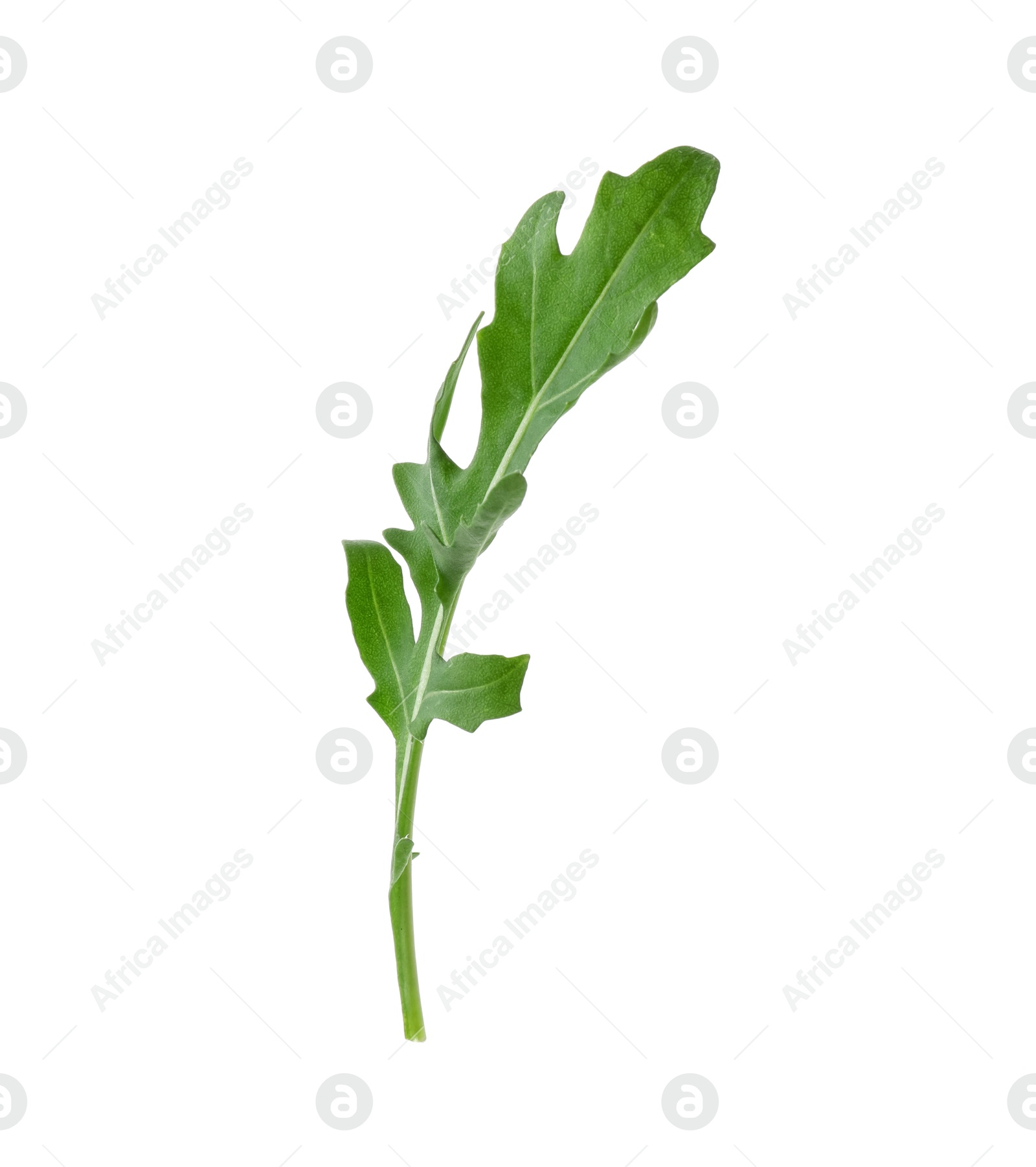 Photo of One fresh arugula leaf isolated on white