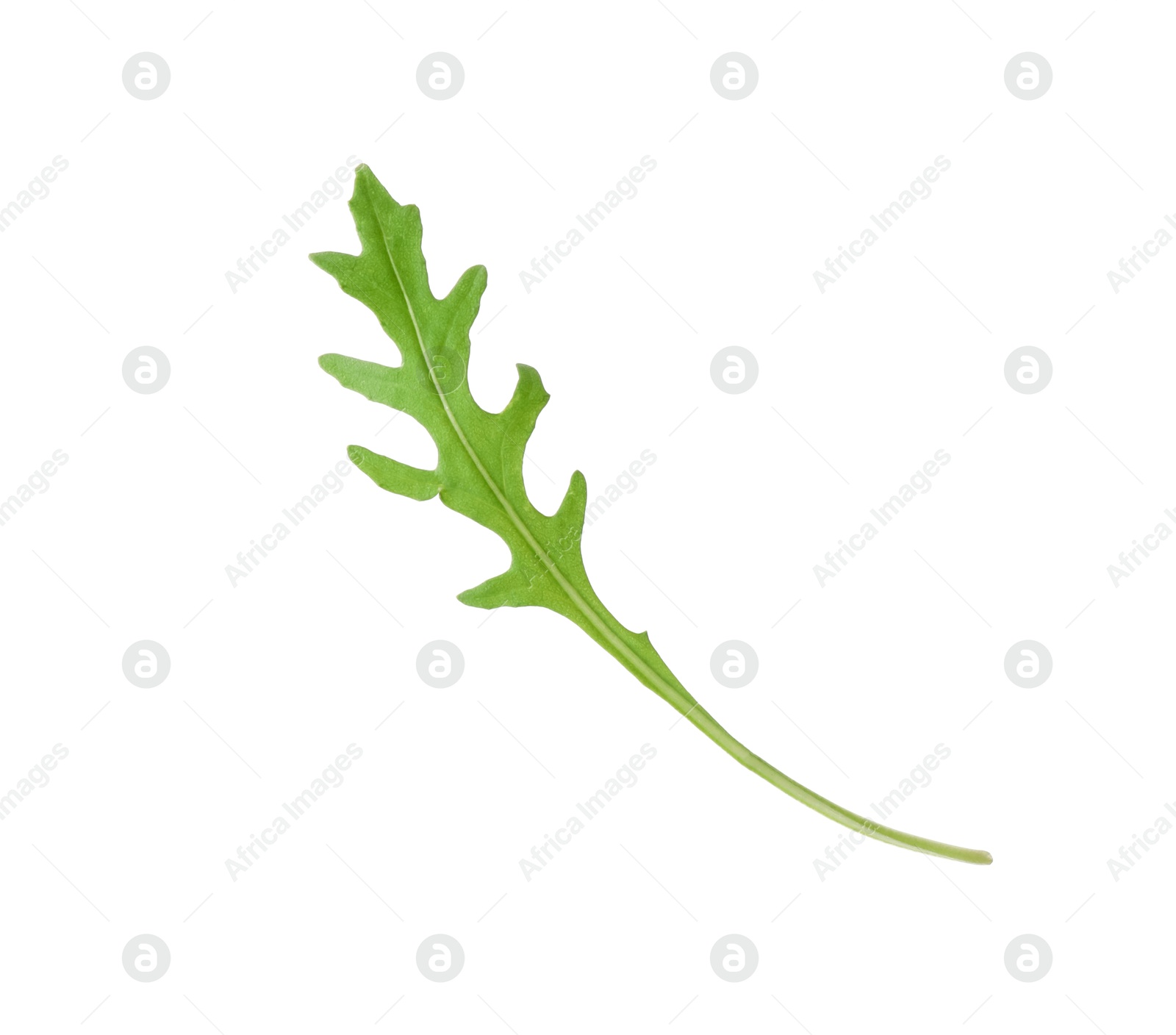 Photo of One fresh arugula leaf isolated on white