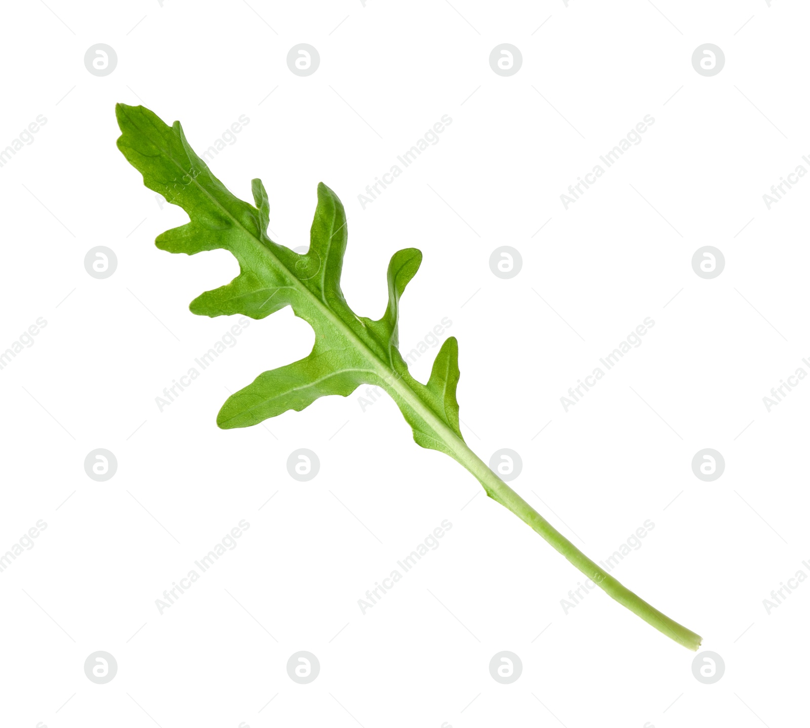 Photo of One fresh arugula leaf isolated on white