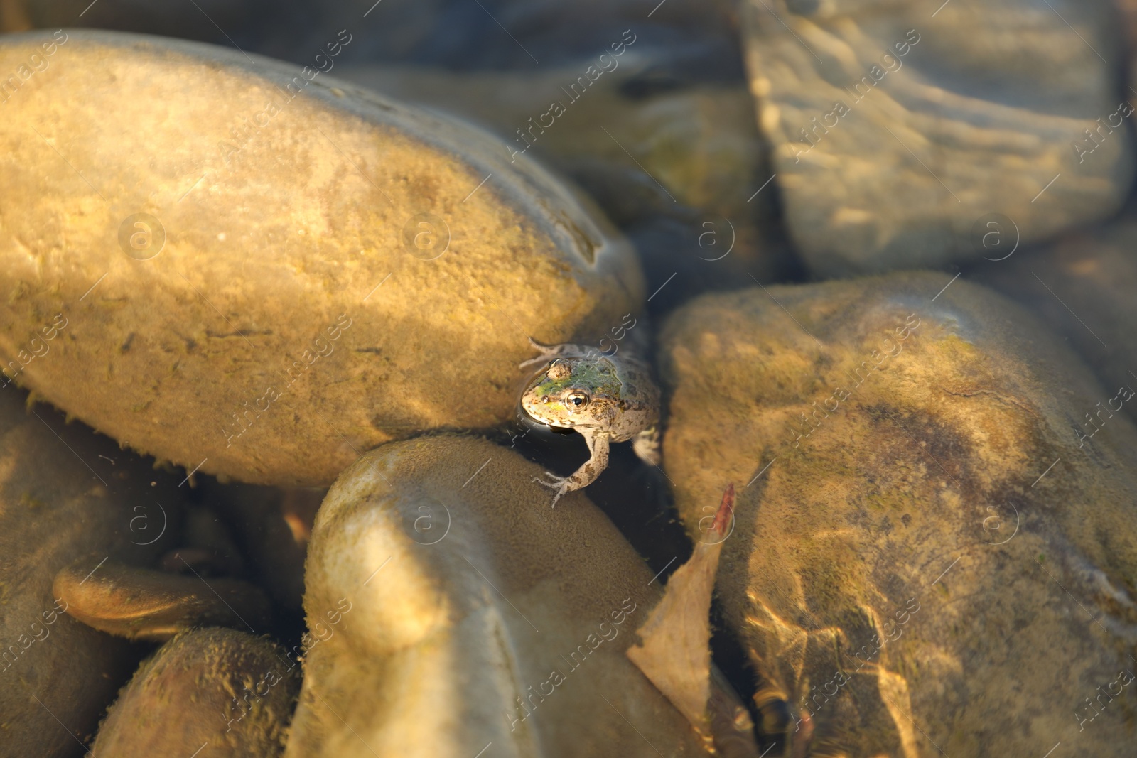 Photo of Cute little frog on stones in water outdoors