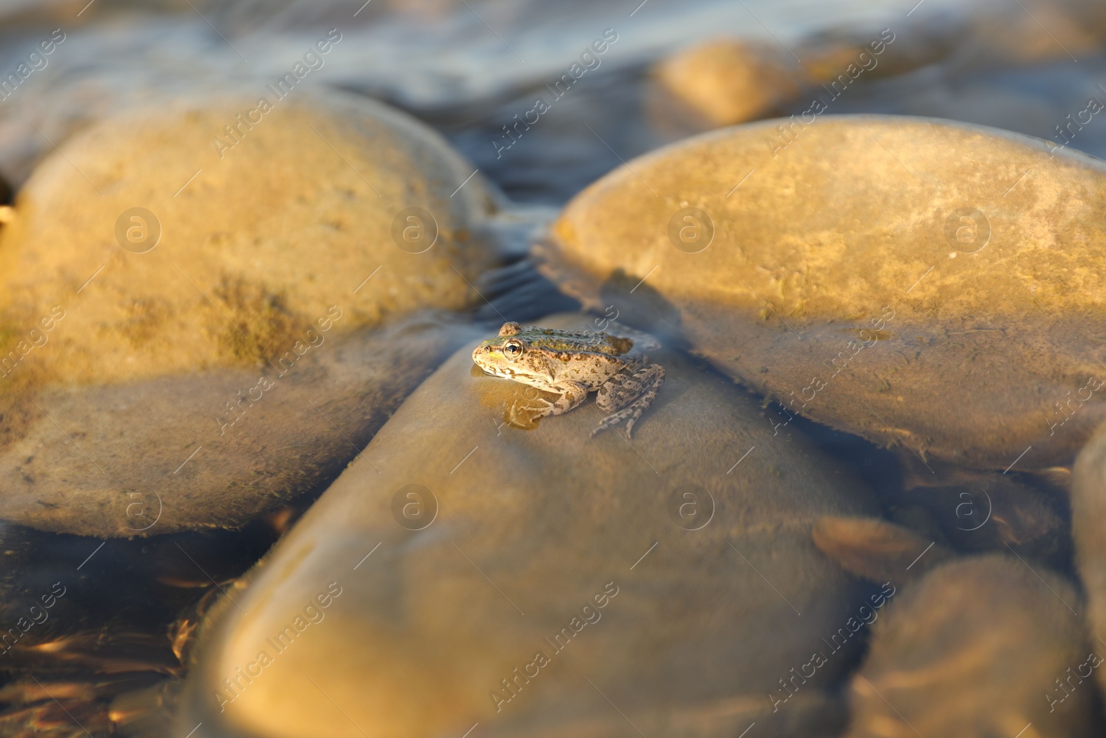 Photo of Cute little frog on stone in water outdoors