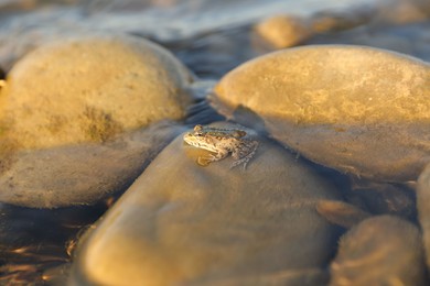 Cute little frog on stone in water outdoors