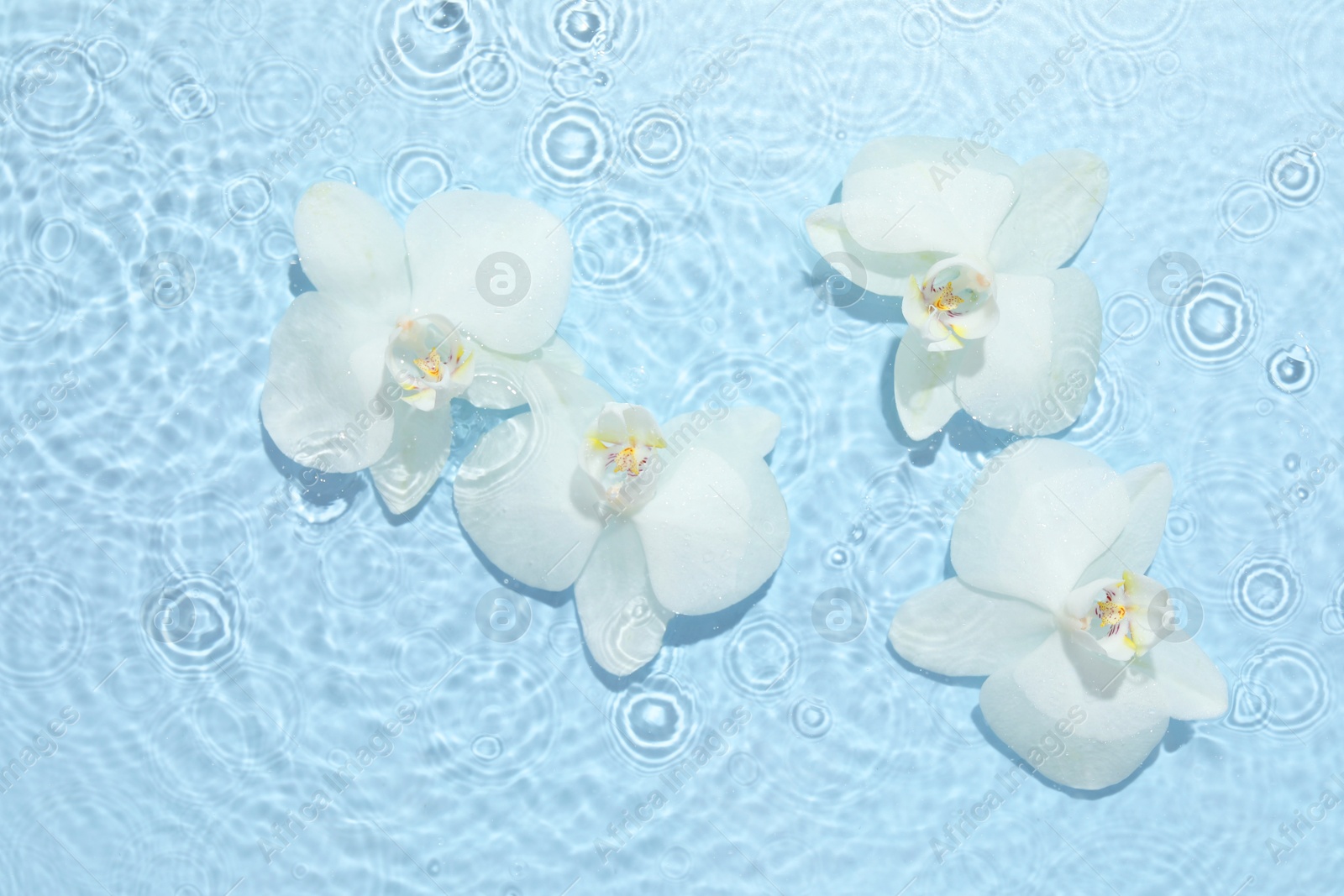 Photo of Beautiful orchid flowers in water on light blue background, flat lay