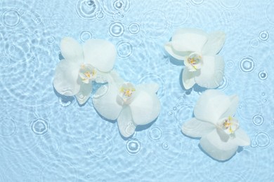 Photo of Beautiful orchid flowers in water on light blue background, flat lay