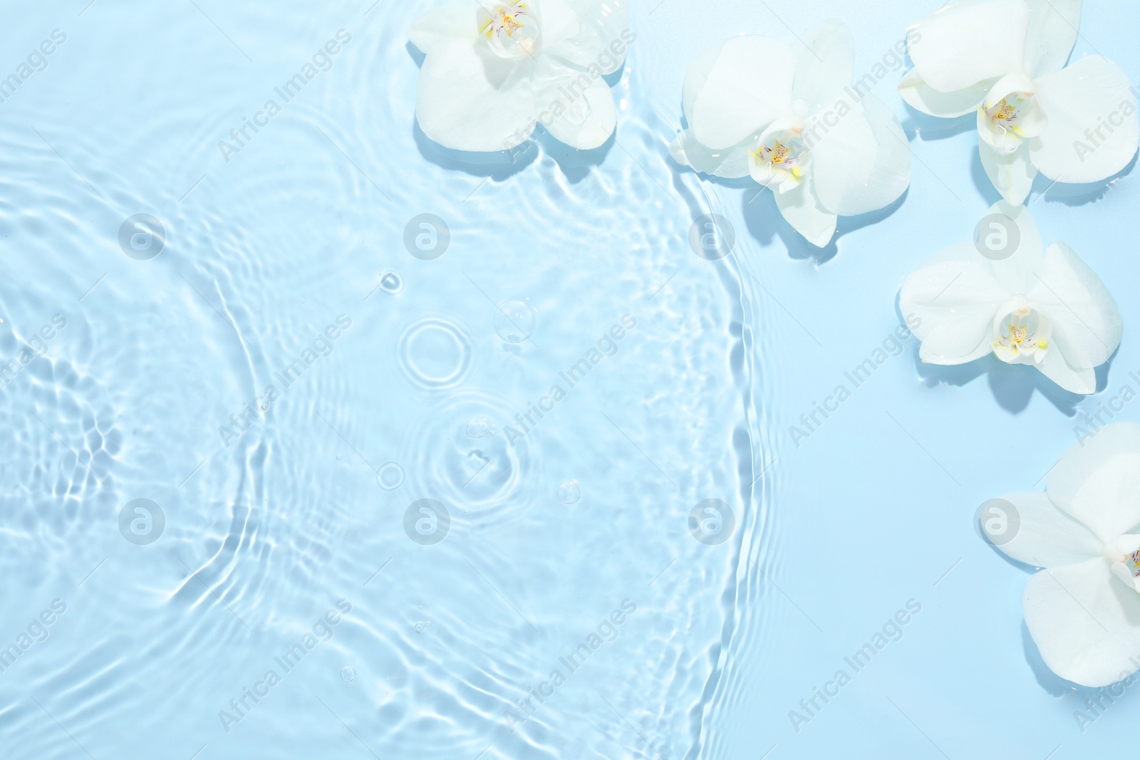 Photo of Beautiful orchid flowers in water on light blue background, flat lay. Space for text