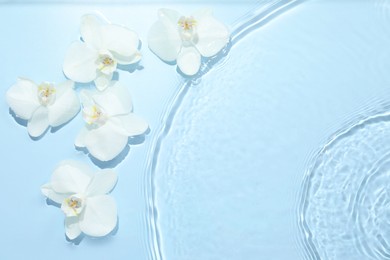 Photo of Beautiful orchid flowers in water on light blue background, flat lay. Space for text