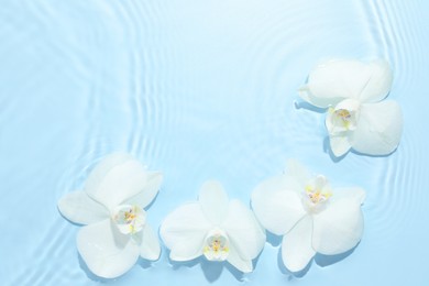 Photo of Beautiful orchid flowers in water on light blue background, flat lay. Space for text