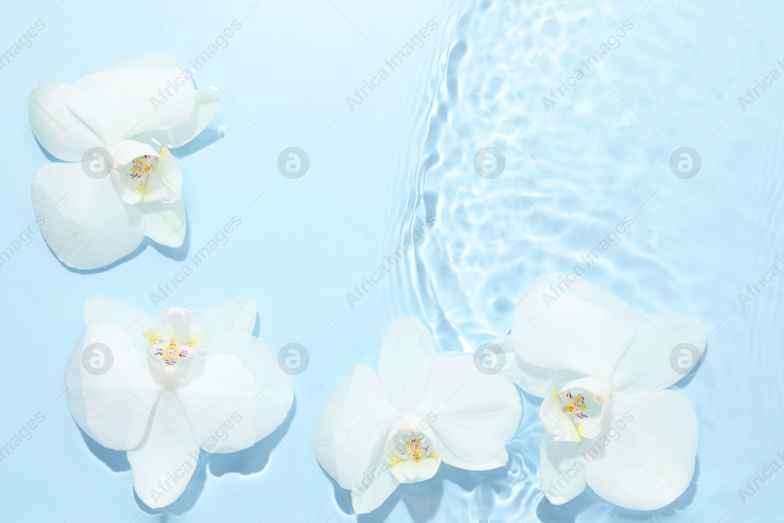 Photo of Beautiful orchid flowers in water on light blue background, flat lay. Space for text