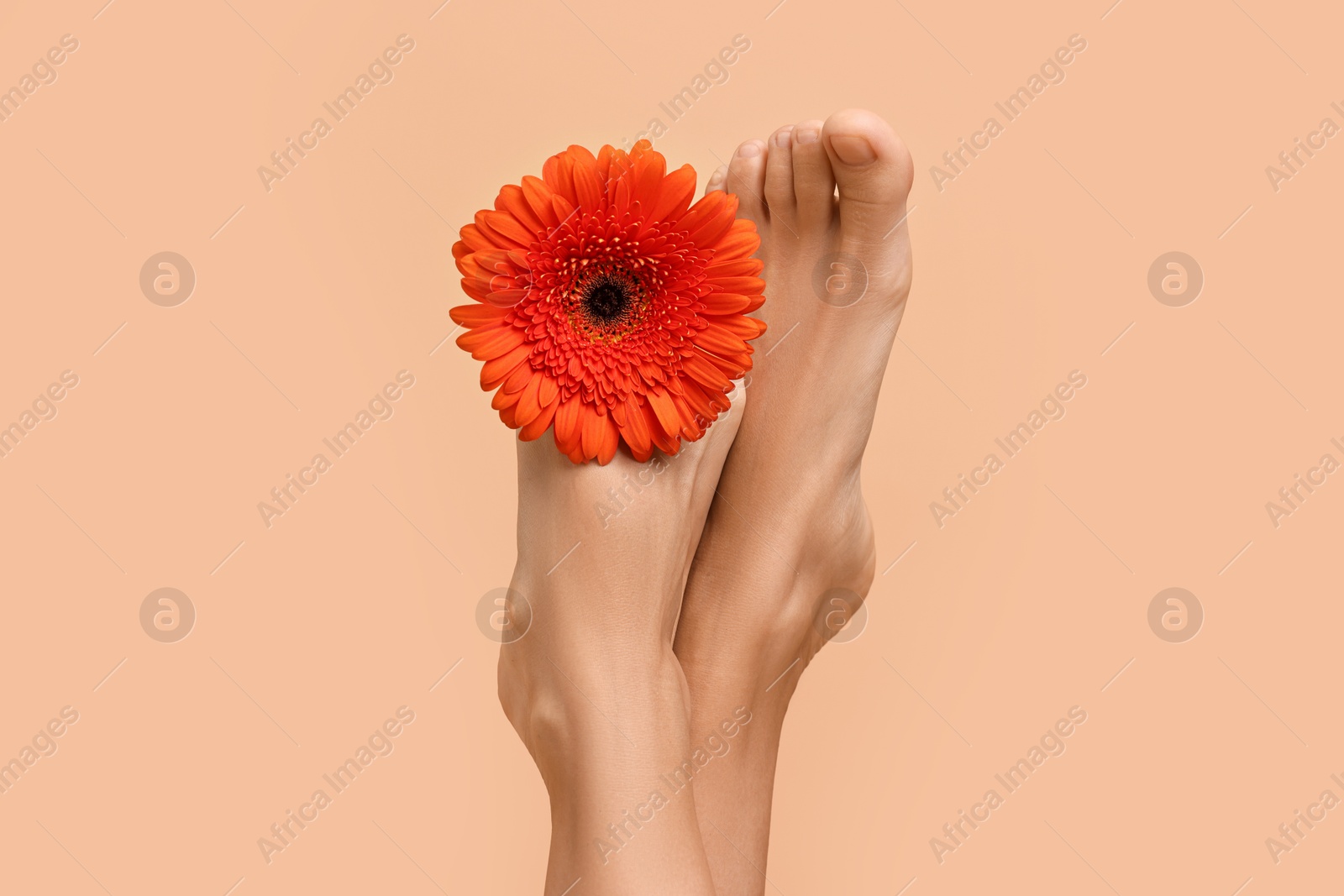 Photo of Woman with smooth feet and gerbera flower on beige background, closeup