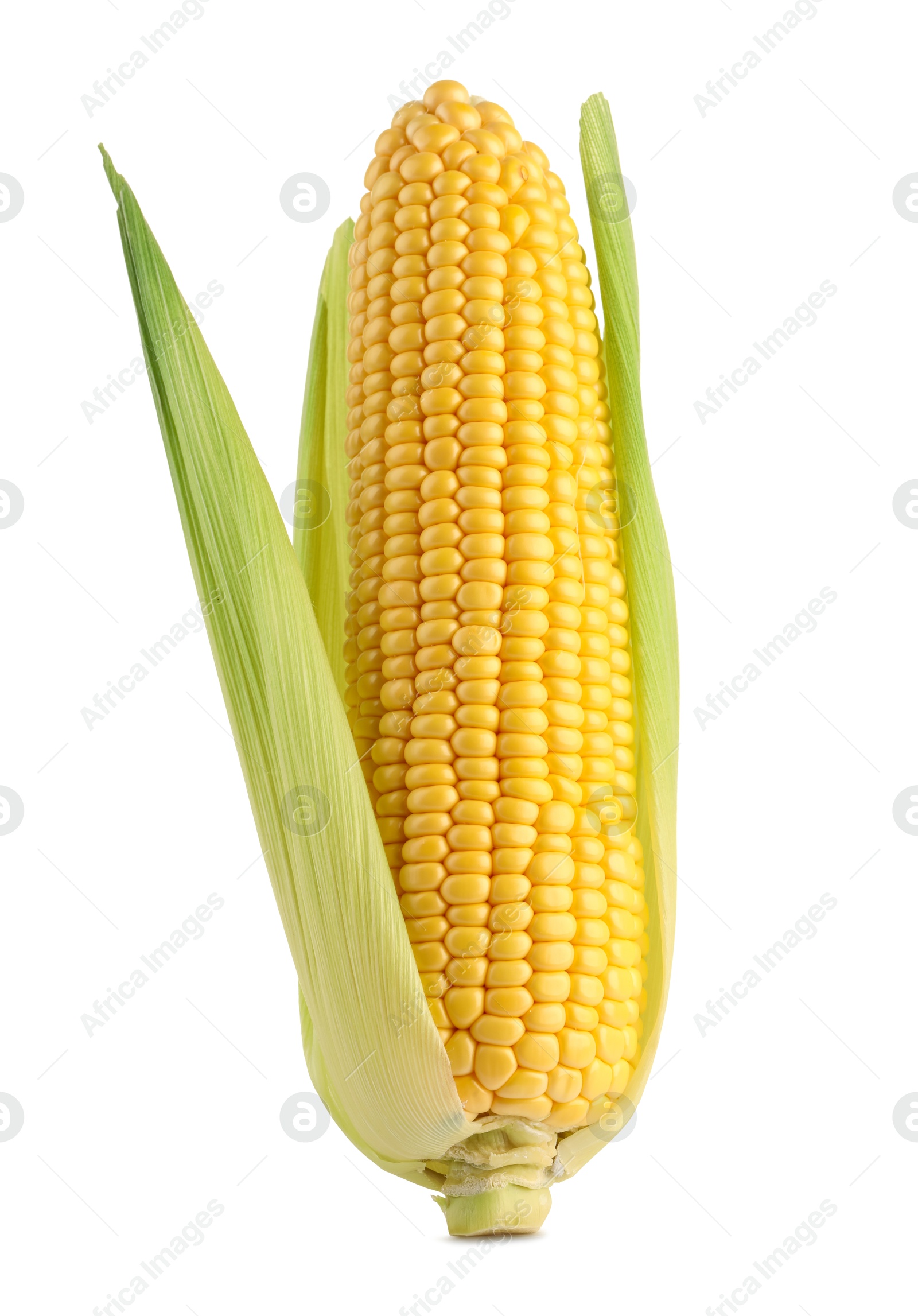 Photo of Corncob with green husks isolated on white