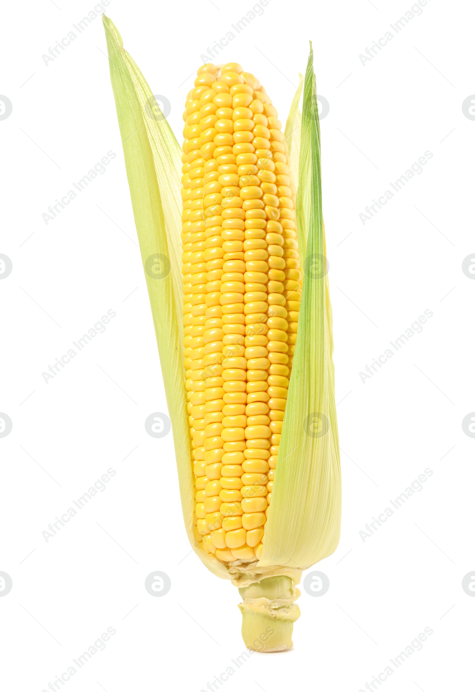 Photo of Corncob with green husks isolated on white