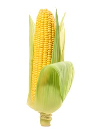 Photo of Corncob with green husks isolated on white