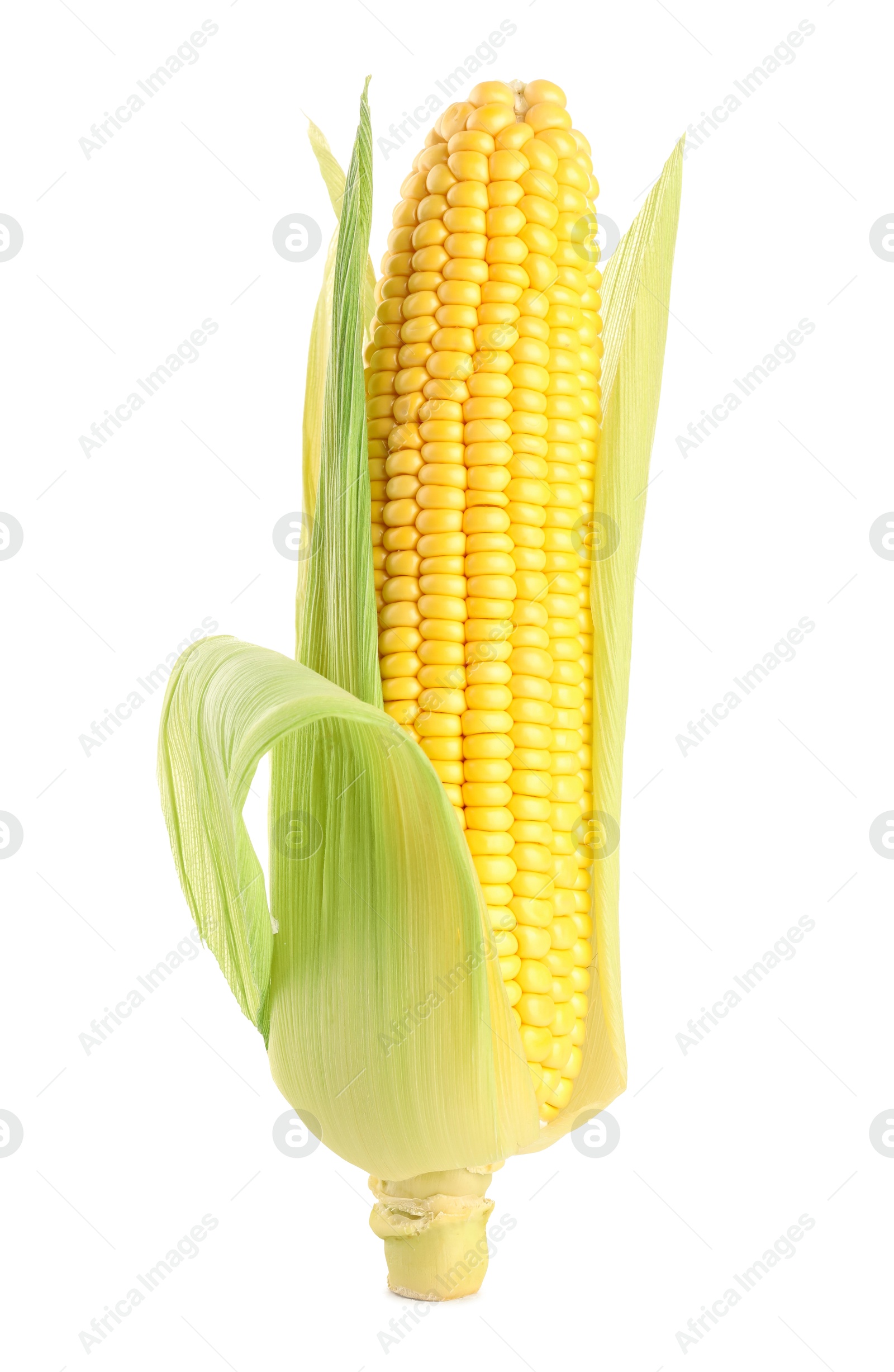 Photo of Corncob with green husks isolated on white