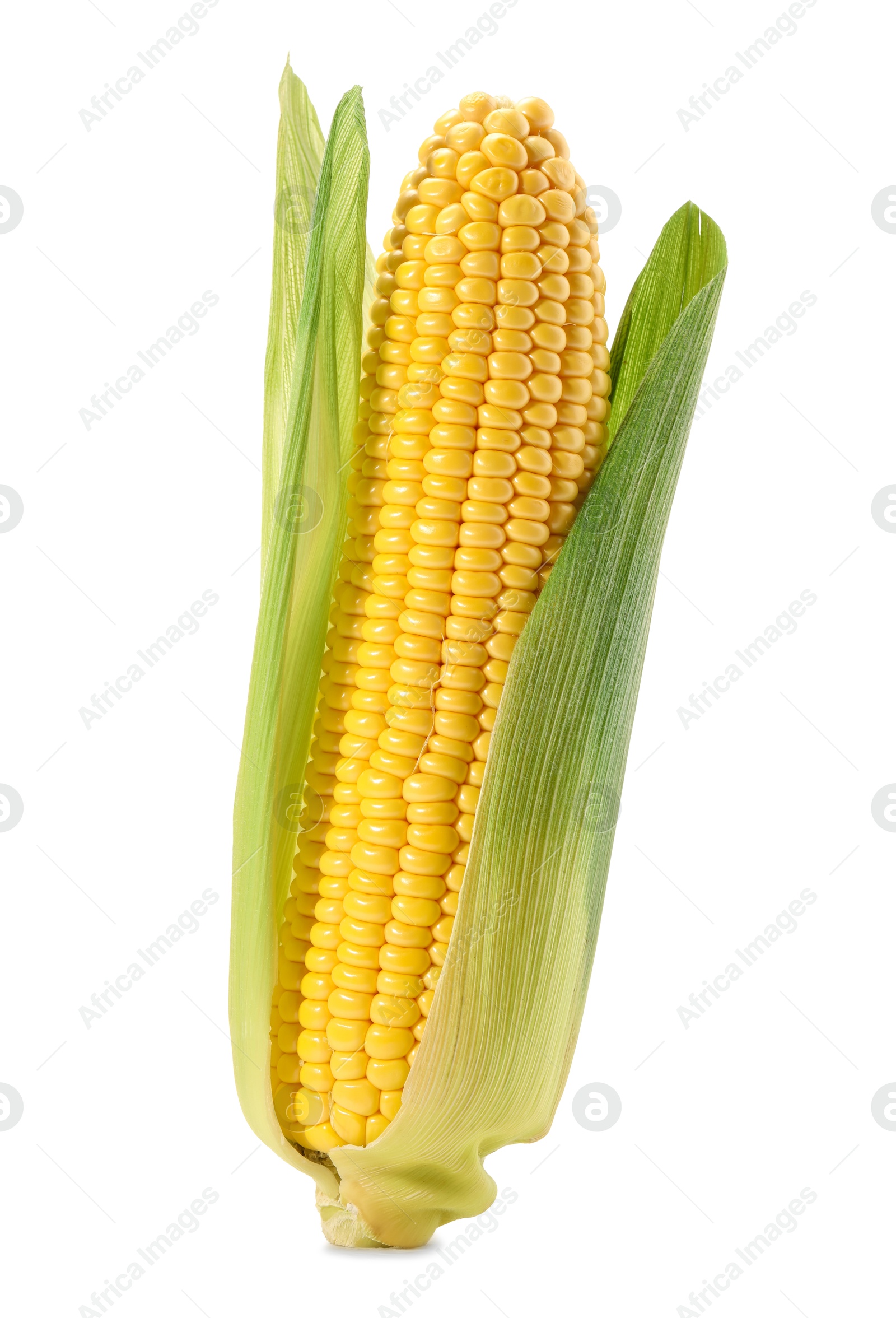 Photo of Corncob with green husks isolated on white