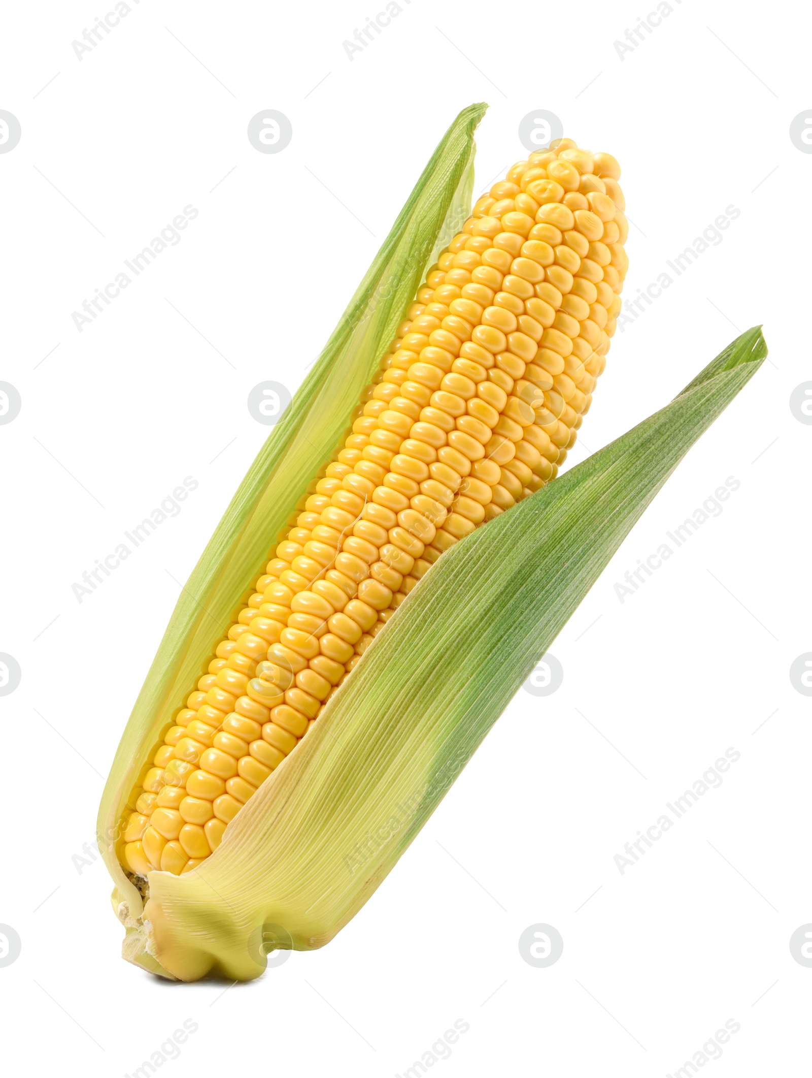 Photo of Corncob with green husks isolated on white