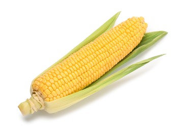 Corncob with green husks isolated on white